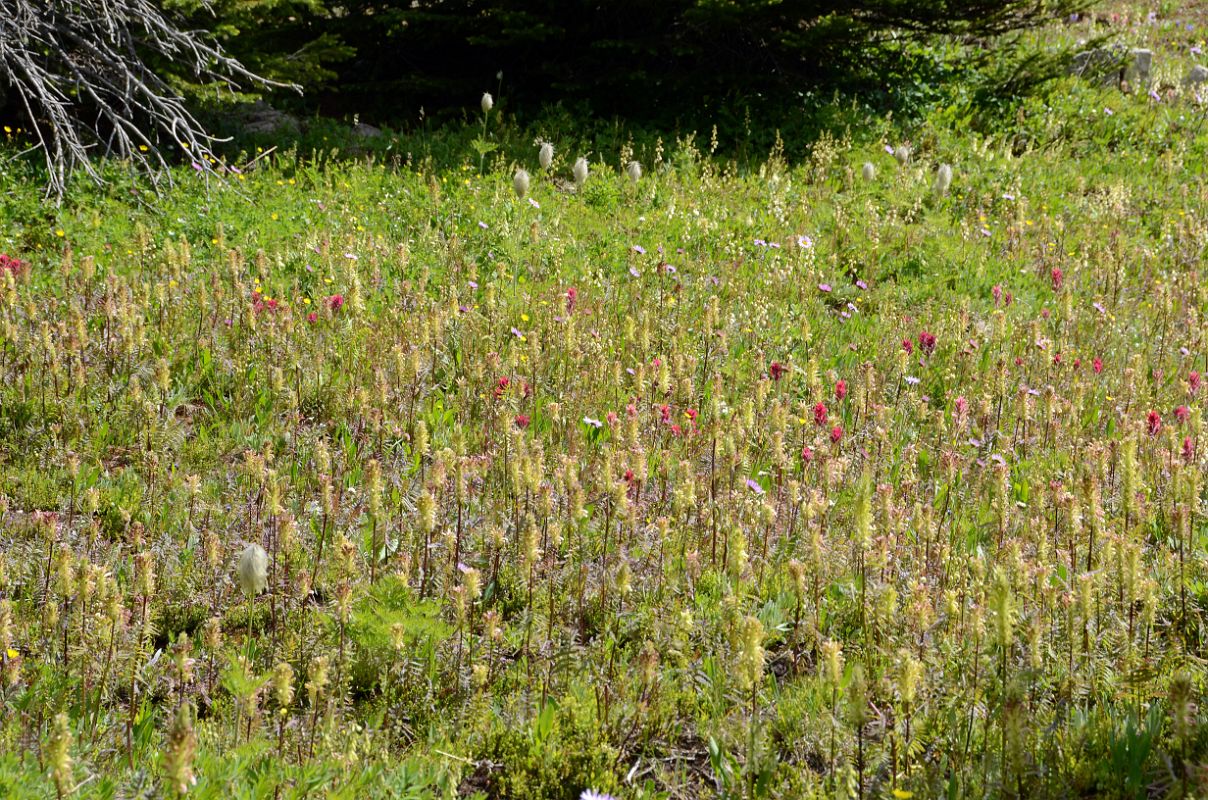 13 Colourful Meadow Near Lake Howard Douglas On Hike To Mount Assiniboine